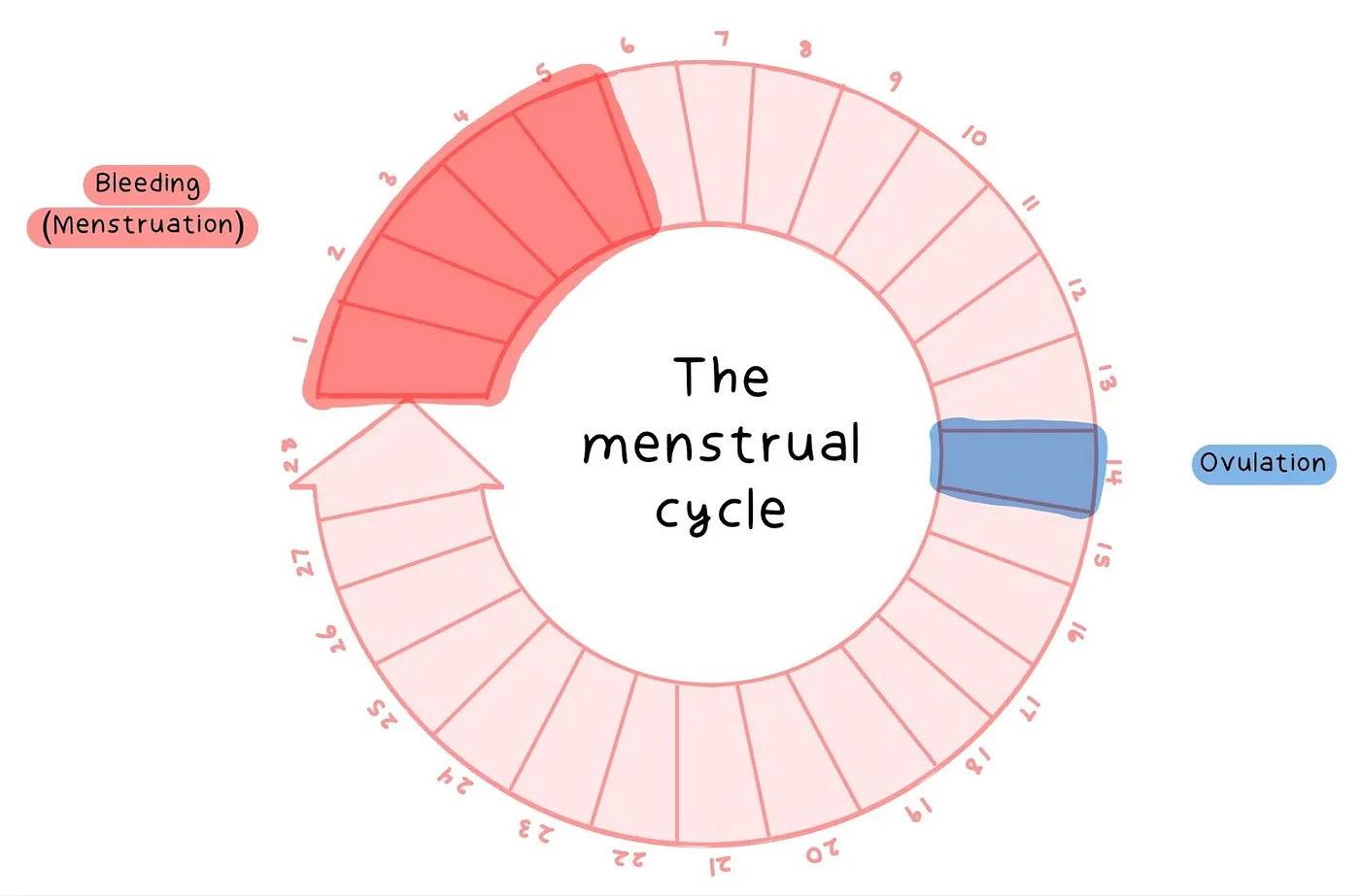 The Menstrual Cycle