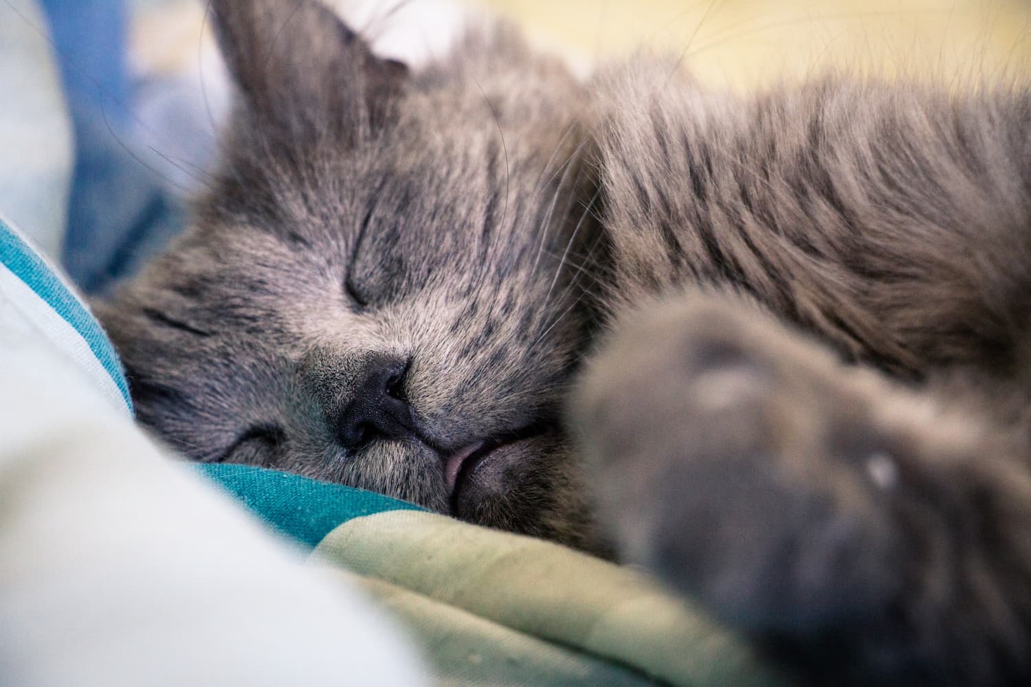 Sleeping grey cat