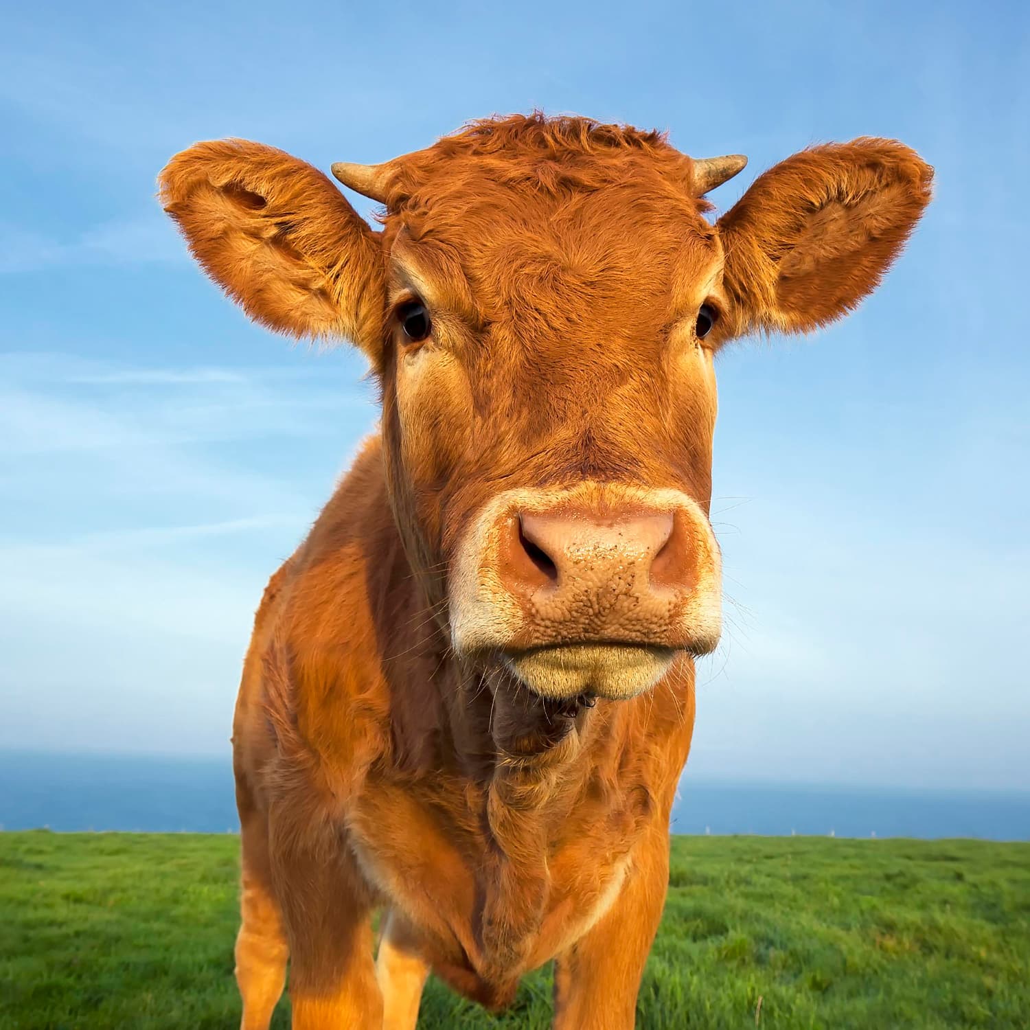 Cow in a field