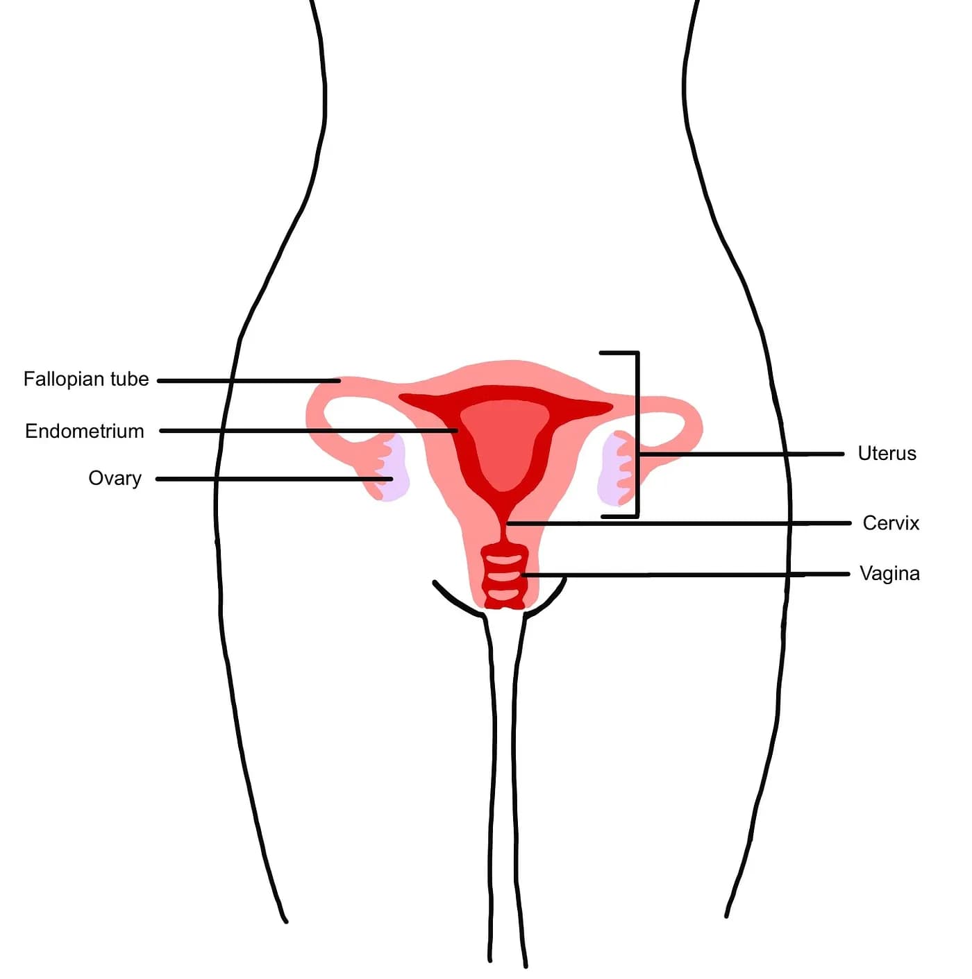 Female Anatomy