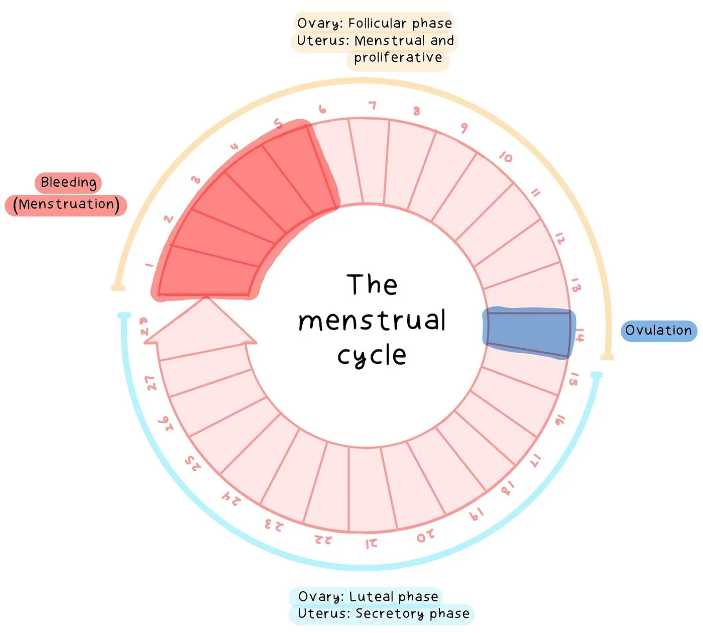 Full Menstrual Cycle
