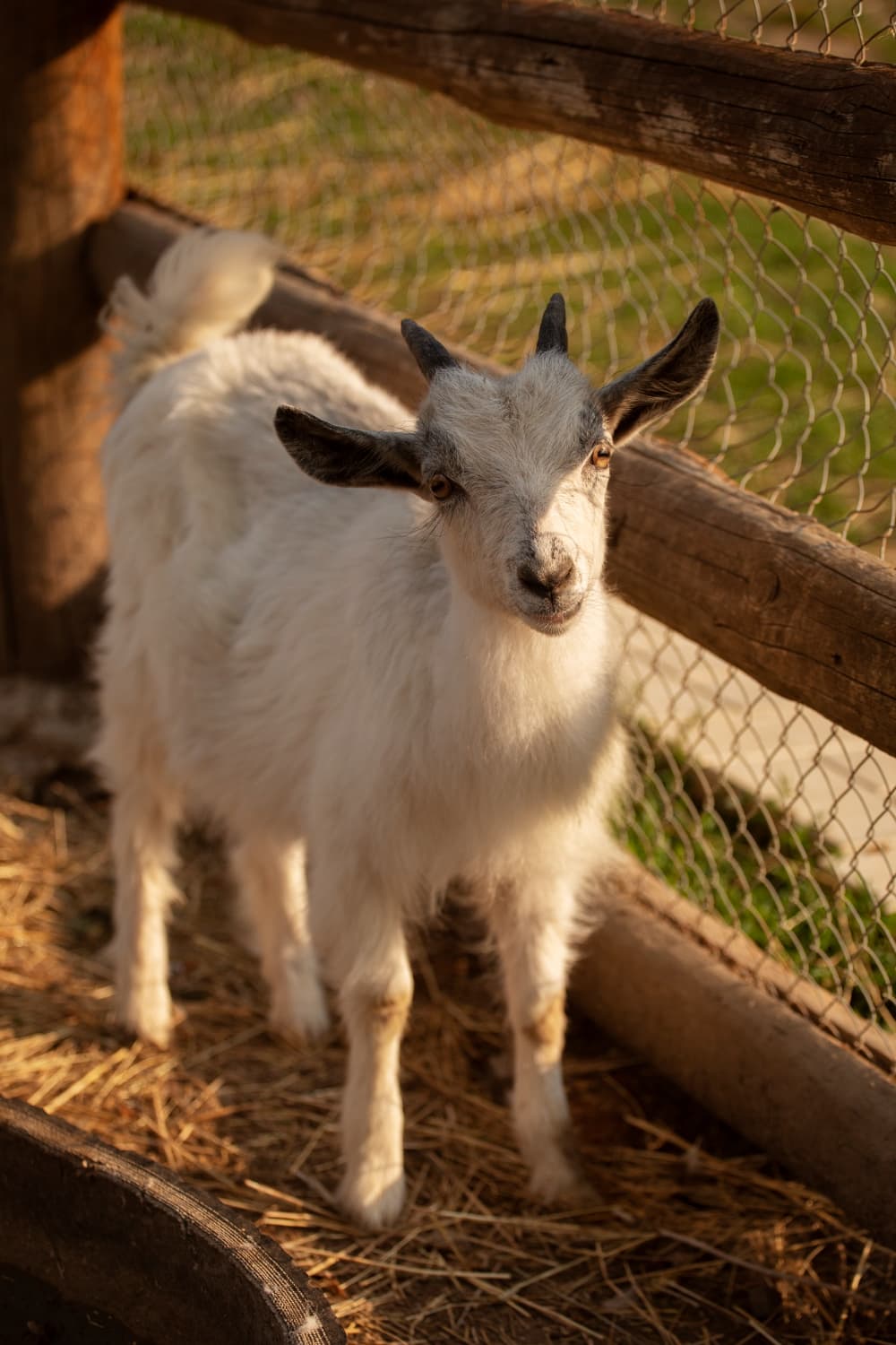 Goat in a pen