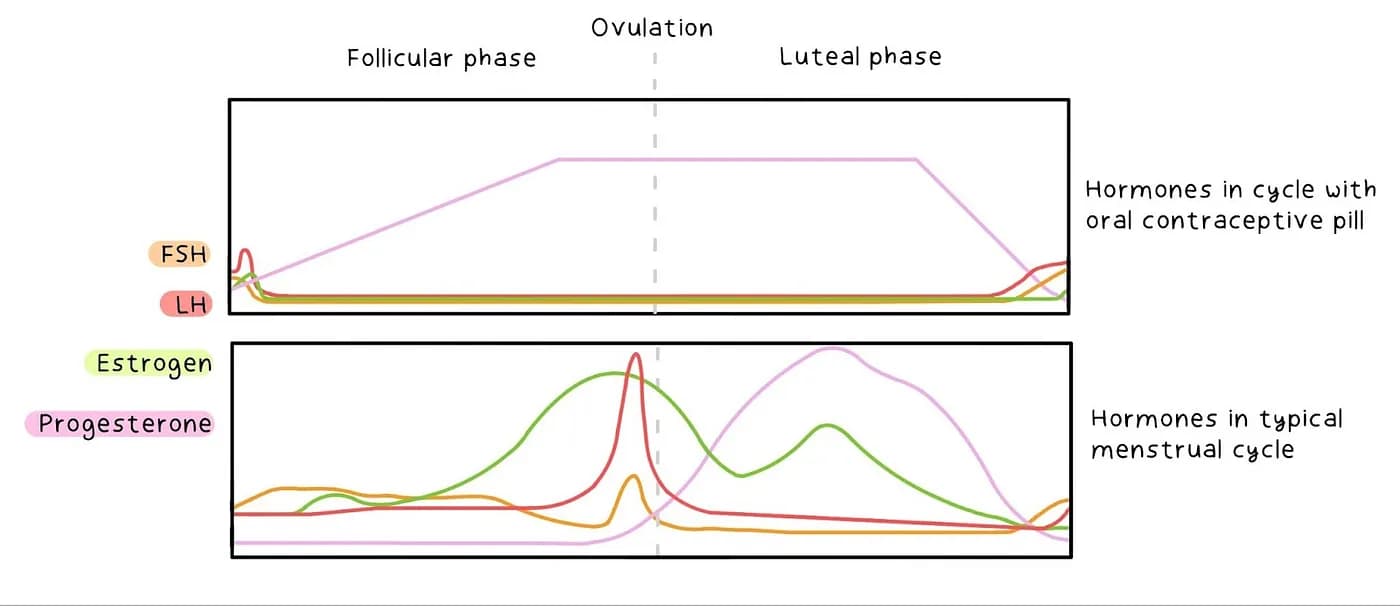 Hormonal Changes Comparison