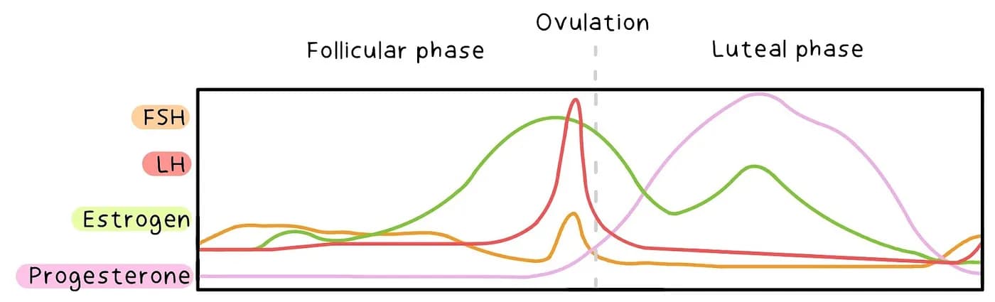 Hormonal Changes Menstrual