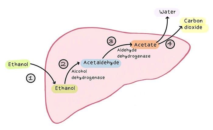 The biochemical pathway of ethanol in the liver