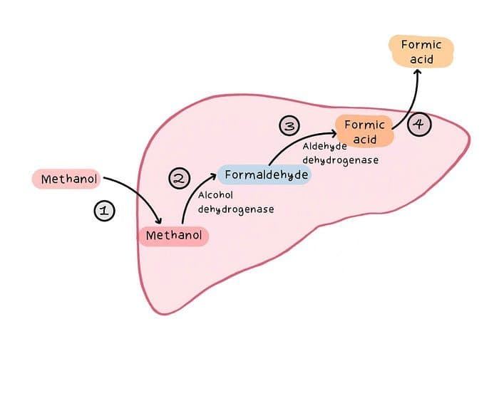 The biochemical pathway of methanol in the liver