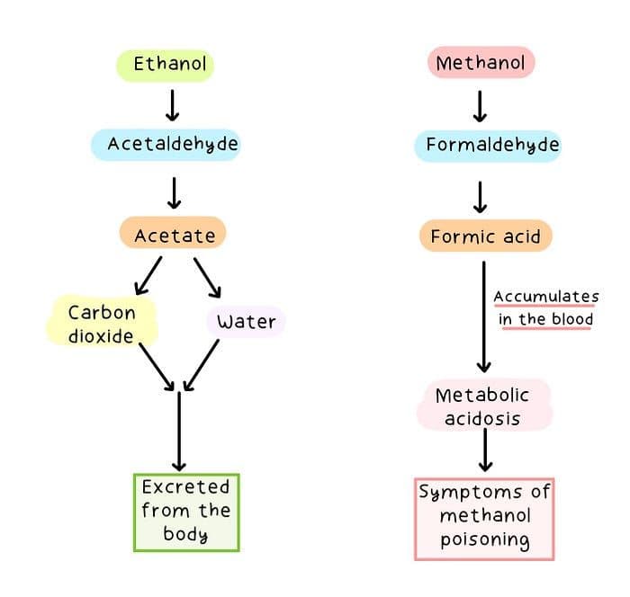 Comparison of the biochemical pathways of ethanol and methanol