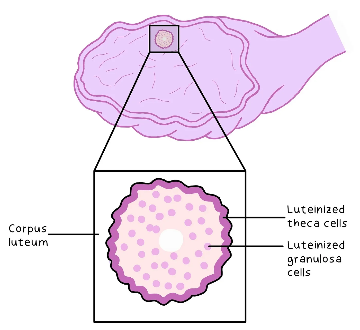 Ovarian Follicle