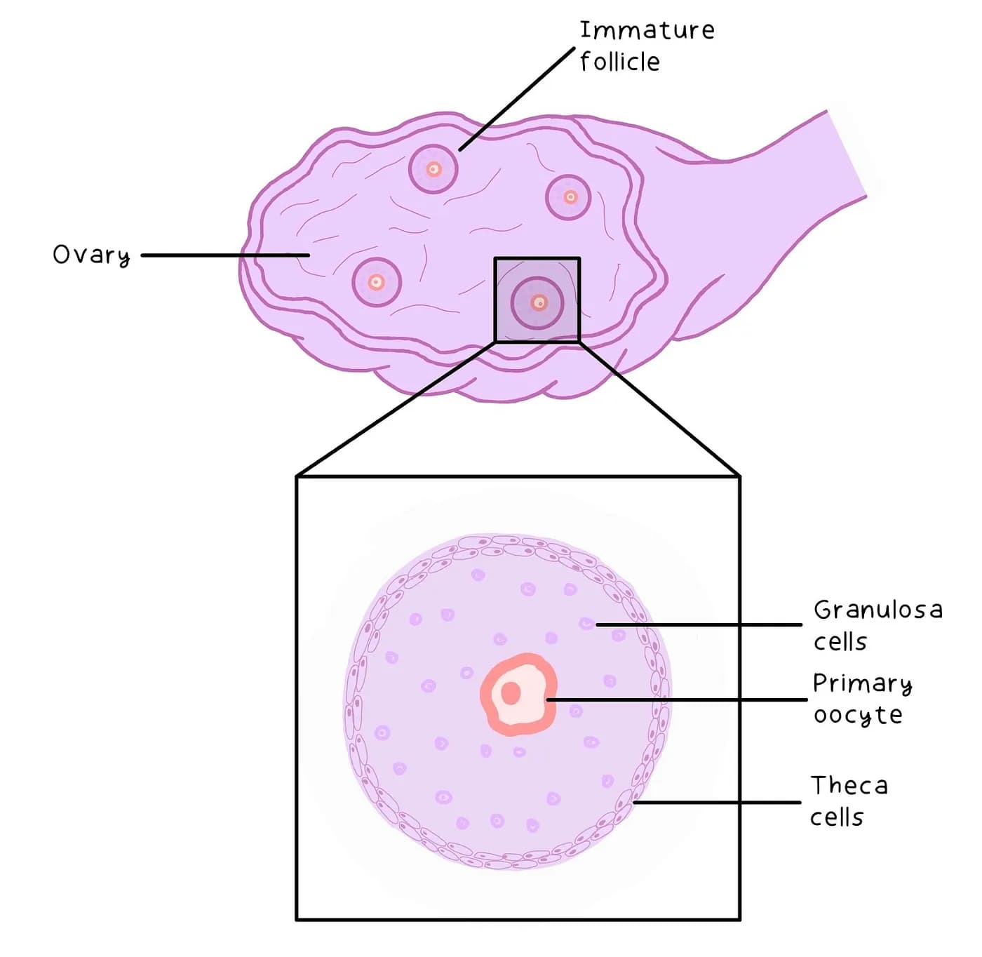 Ovary