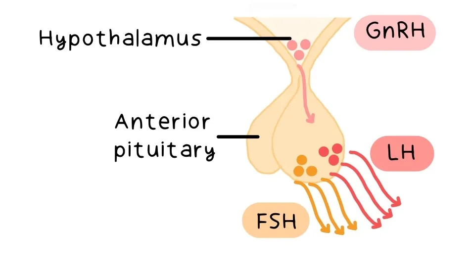 Pituitary Gland