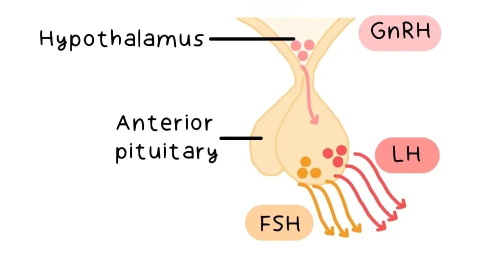 Pituitary Gland