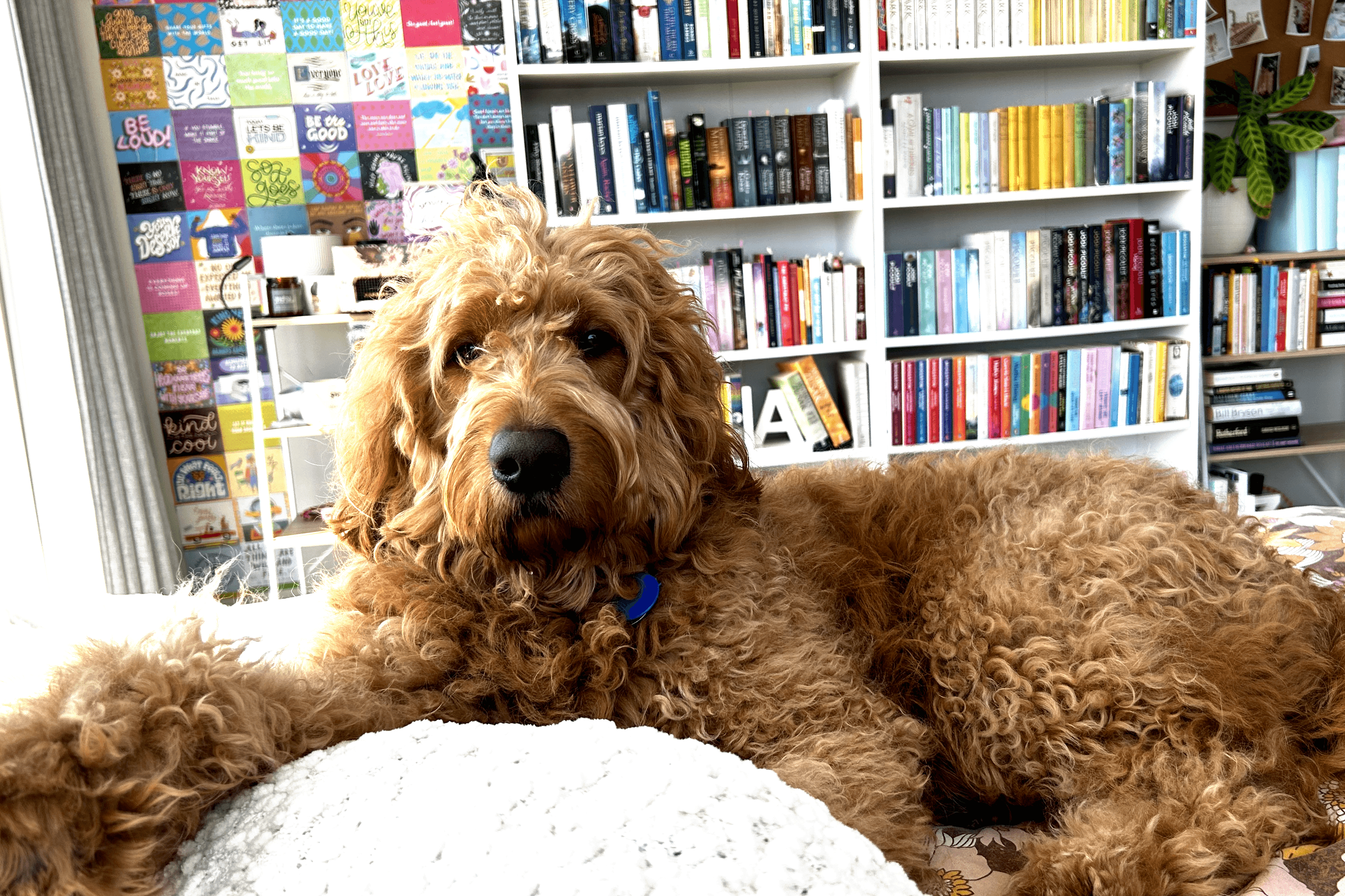 Rudy the dog and book shelves