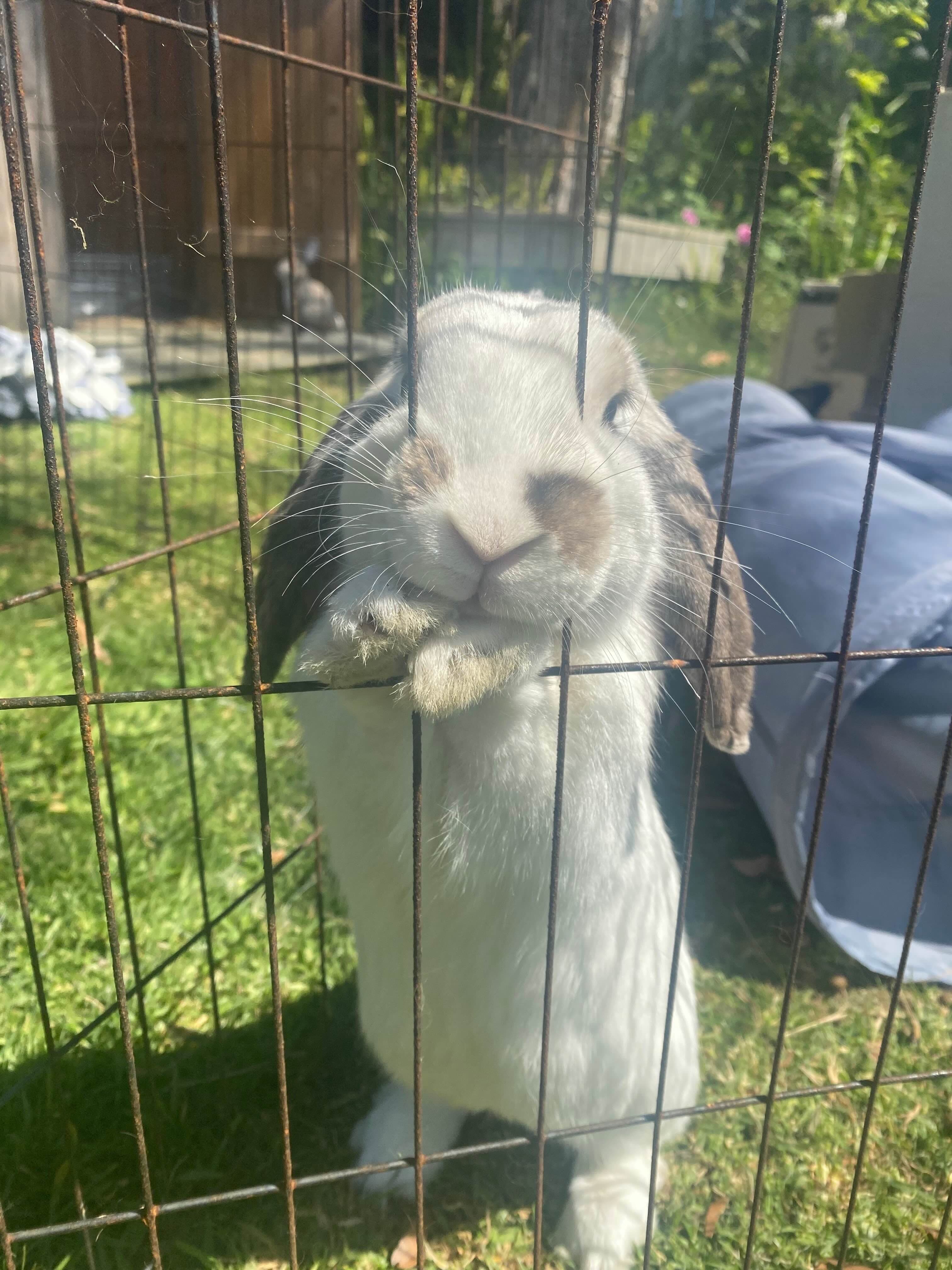 Albert, a rescue rabbit