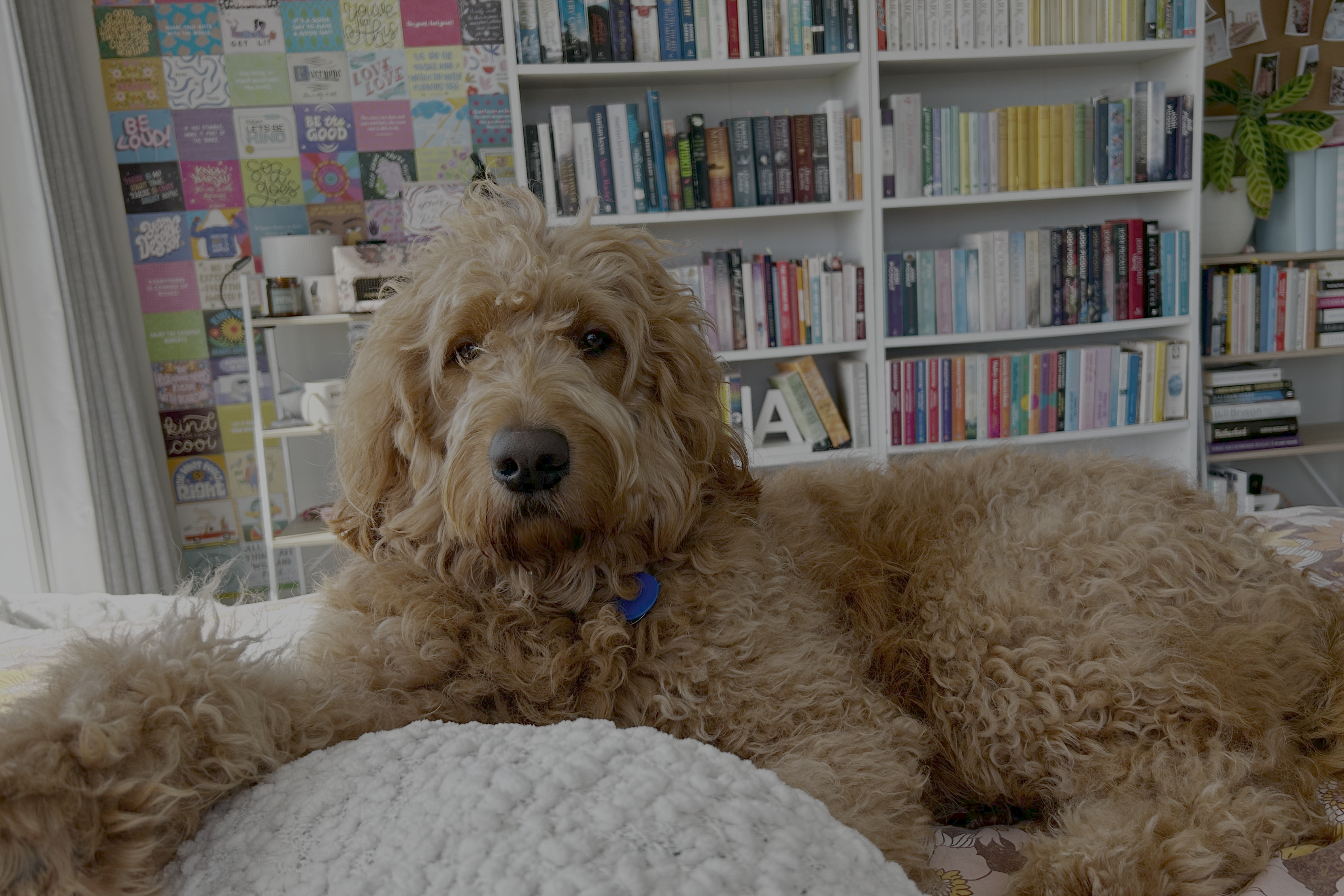 Rudy the dog and book shelves
