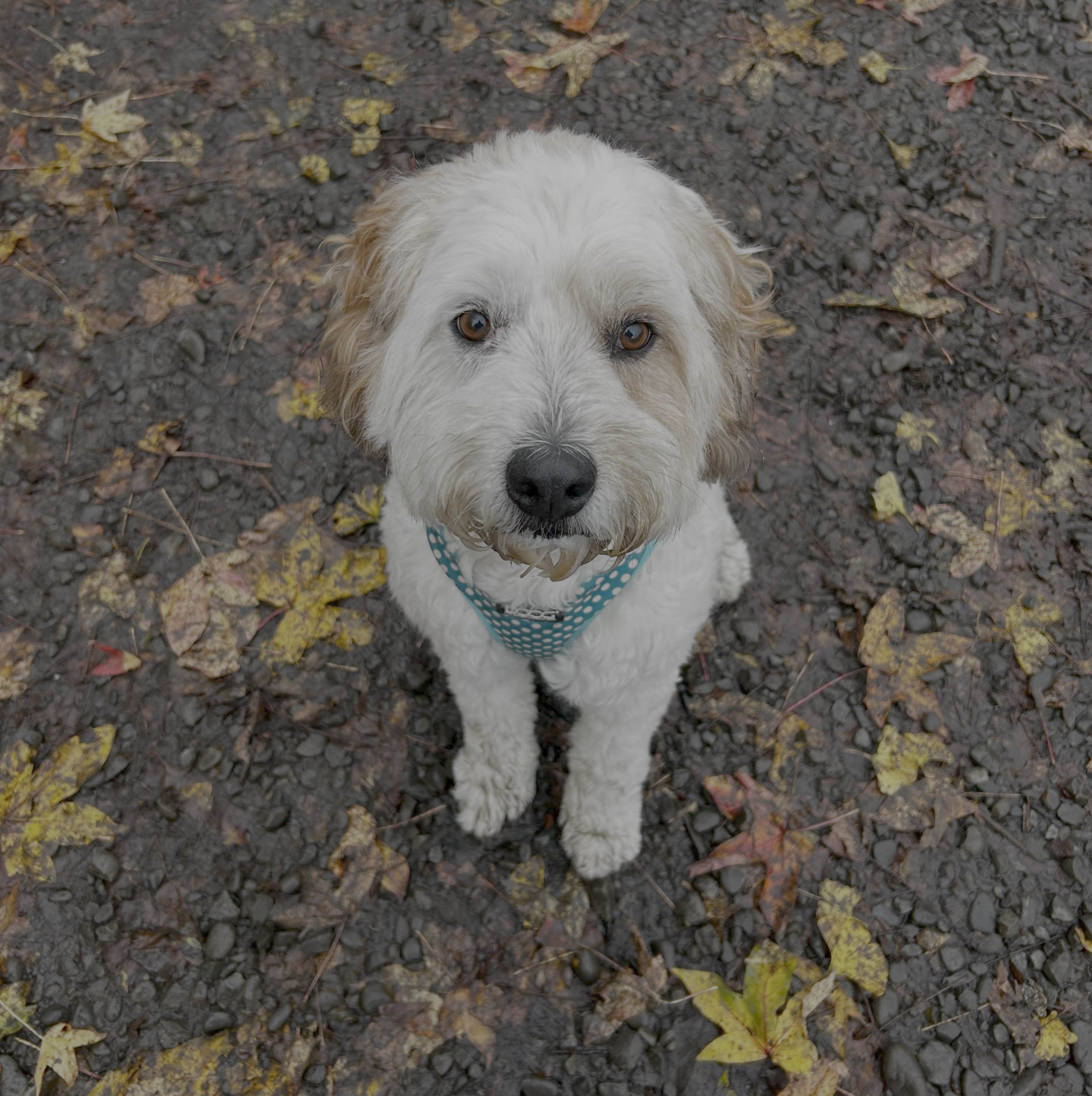 Shaggy
