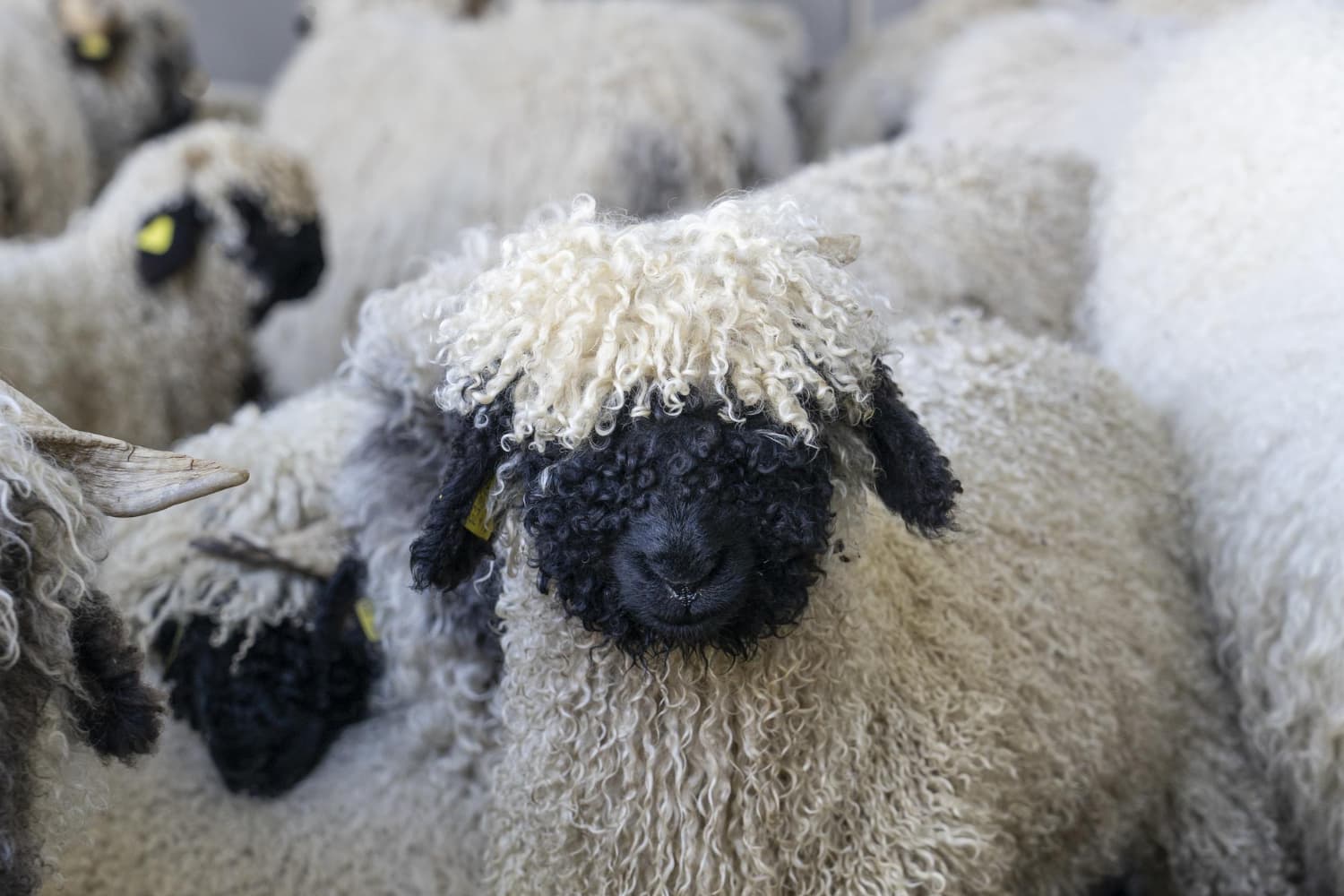 Sheep in a flock